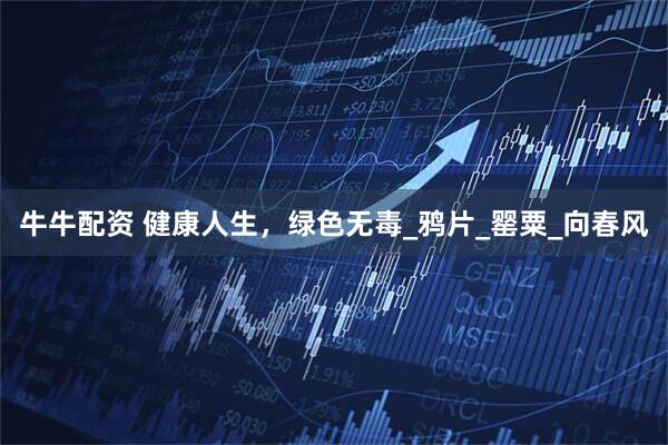 牛牛配资 健康人生，绿色无毒_鸦片_罂粟_向春风